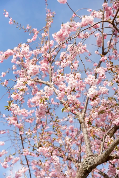 På våren blommar de vackra träden